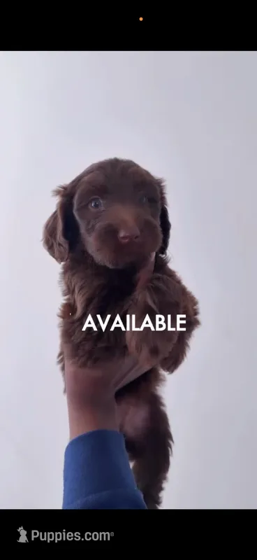 Jane Doe – English Goldendoodle puppy for sale in Atlanta, GA