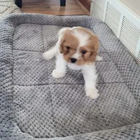 Sandy, a female Cavapoo for sale in Deforest, WI – Photo 1 of 2