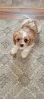 Sandy, a female Cavapoo for sale in Deforest, WI – Photo 2 of 2