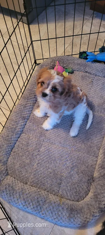 Sandy, a female Cavapoo for sale in Deforest, WI – Photo 1 of 1