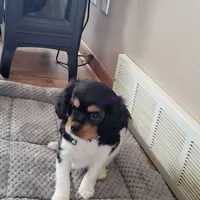 Snickers, a female Cavapoo for sale in Deforest, WI – Photo 1 of 2