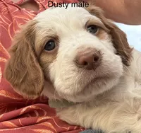 Dusty, a male Brittany for sale in Panama City, FL – Photo 3 of 5