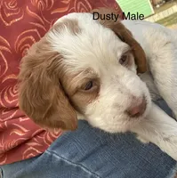 Dusty, a male Brittany for sale in Panama City, FL – Photo 4 of 5