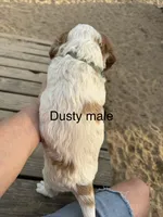 Dusty, a male Brittany for sale in Panama City, FL – Photo 5 of 5