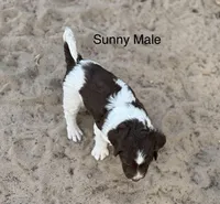 Sunny, a male Brittany for sale in Panama City, FL – Photo 4 of 5