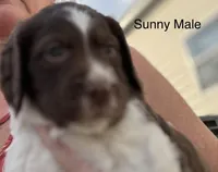 Sunny, a male Brittany for sale in Panama City, FL – Photo 1 of 5