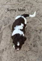 Sunny, a male Brittany for sale in Panama City, FL – Photo 5 of 5