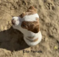 Ellie, a female Brittany for sale in Panama City, FL – Photo 3 of 6