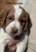 Ellie, a female Brittany for sale in Panama City, FL – Photo 2 of 6
