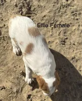 Ellie, a female Brittany for sale in Panama City, FL – Photo 4 of 6