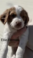 Ellie, a female Brittany for sale in Panama City, FL – Photo 1 of 6