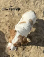 Ellie, a female Brittany for sale in Panama City, FL – Photo 5 of 6