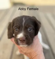 Abby, a female Brittany for sale in Panama City, FL – Photo 2 of 4