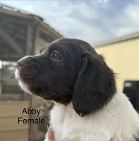Abby, a female Brittany for sale in Panama City, FL – Photo 4 of 4