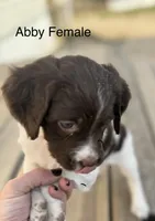 Abby, a female Brittany for sale in Panama City, FL – Photo 1 of 4