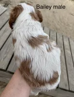 Bailey, a male Brittany for sale in Panama City, FL – Photo 6 of 6