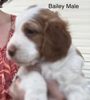 Bailey, a male Brittany for sale in Panama City, FL – Photo 2 of 6