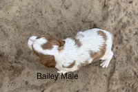 Bailey, a male Brittany for sale in Panama City, FL – Photo 5 of 6