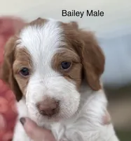 Bailey, a male Brittany for sale in Panama City, FL – Photo 4 of 6