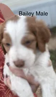 Bailey, a male Brittany for sale in Panama City, FL – Photo 3 of 6