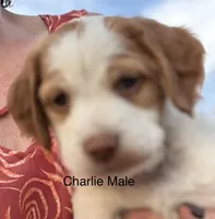 Charlie, a male Brittany for sale in Panama City, FL – Photo 1 of 5