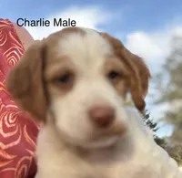 Charlie, a male Brittany for sale in Panama City, FL – Photo 2 of 5