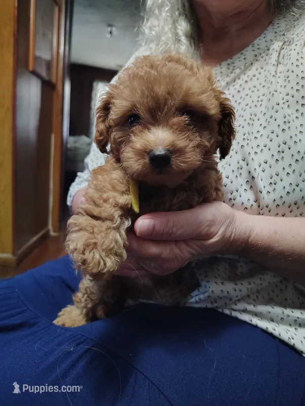 Butter bear  – Poodle - Toy  puppy for sale in Covington, GA