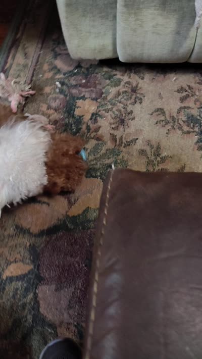 Butter bear , a male Poodle - Toy  for sale in Covington, GA – 2 of 2