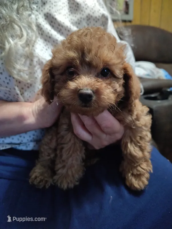 Kona Oynx  – Poodle - Toy  puppy for sale in Covington, GA
