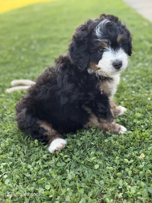 Ridge – Miniature Bernedoodle puppy for sale in Wooster, OH