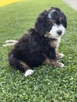 Ridge, a male Miniature Bernedoodle for sale in Wooster, OH – 1 of 2