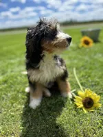 Aurora, a female Miniature Bernedoodle for sale in Wooster, OH – 3 of 5