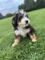 Aspen, a female Miniature Bernedoodle for sale in Wooster, OH – 7 of 9