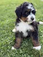 Kodiak, a male Miniature Bernedoodle for sale in Wooster, OH – 2 of 2
