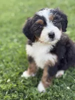 Aspen, a female Miniature Bernedoodle for sale in Wooster, OH – 2 of 2