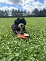 Trek, a male Miniature Bernedoodle for sale in Wooster, OH – 2 of 7
