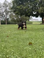 Kodiak, a male Miniature Bernedoodle for sale in Wooster, OH – 7 of 10