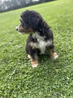 Trek, a male Miniature Bernedoodle for sale in Wooster, OH – 4 of 7