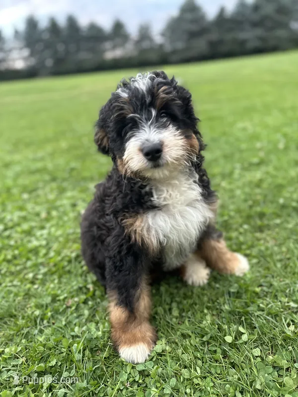 Kodiak – Miniature Bernedoodle puppy for sale in Wooster, OH