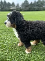 Kodiak, a male Miniature Bernedoodle for sale in Wooster, OH – 2 of 10