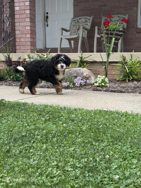 Kodiak – Miniature Bernedoodle puppy for sale in Wooster, OH