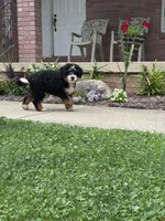 Kodiak, a male Miniature Bernedoodle for sale in Wooster, OH – 4 of 10