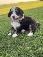 Roamer, a male Miniature Bernedoodle for sale in Wooster, OH – 1 of 2