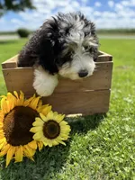 Roamer, a male Miniature Bernedoodle for sale in Wooster, OH – 2 of 9