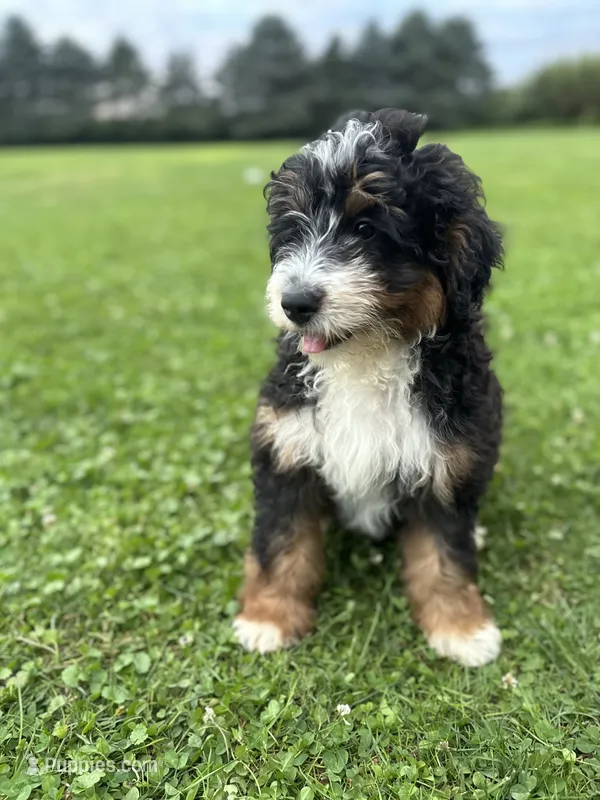 Kodiak – Miniature Bernedoodle puppy for sale in Wooster, OH