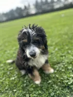 Ranger, a male Miniature Bernedoodle for sale in Wooster, OH – 6 of 9