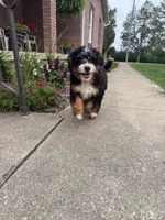 Kodiak, a male Miniature Bernedoodle for sale in Wooster, OH – 5 of 10