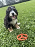 Ranger, a male Miniature Bernedoodle for sale in Wooster, OH – 4 of 9