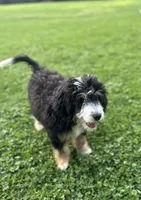 Ridge, a male Miniature Bernedoodle for sale in Wooster, OH – 5 of 8