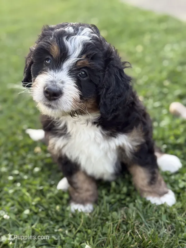 Ranger – Miniature Bernedoodle puppy for sale in Wooster, OH